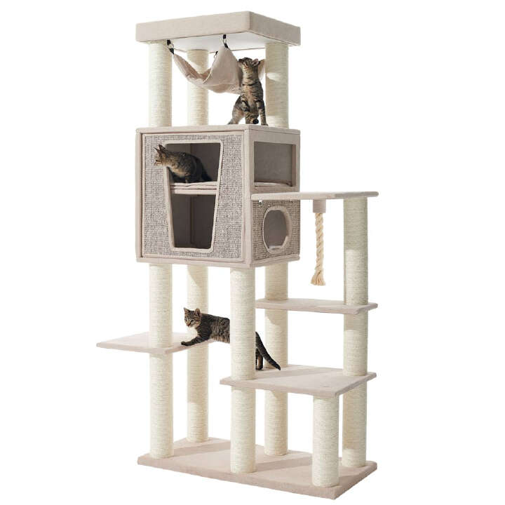 Nobby Kratzbaum Kasil